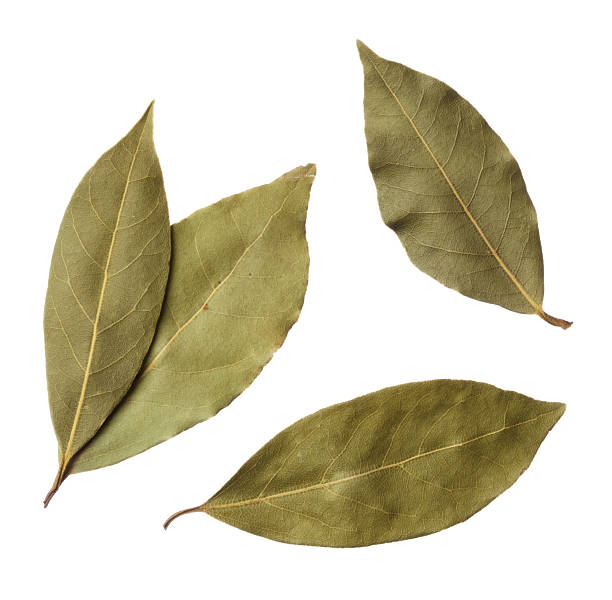 Bay Leaf